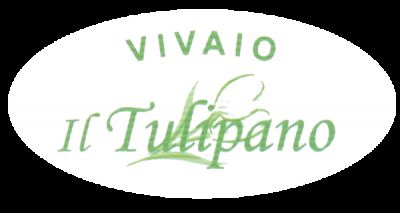 IL TULIPANO